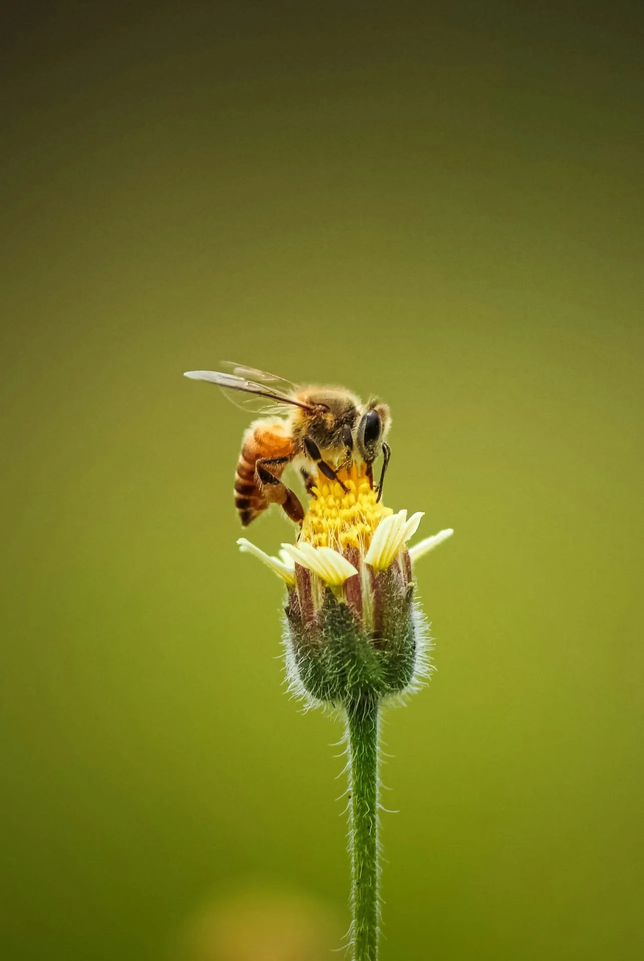 Honigbiene sammelt Nektar an einer Blüte
