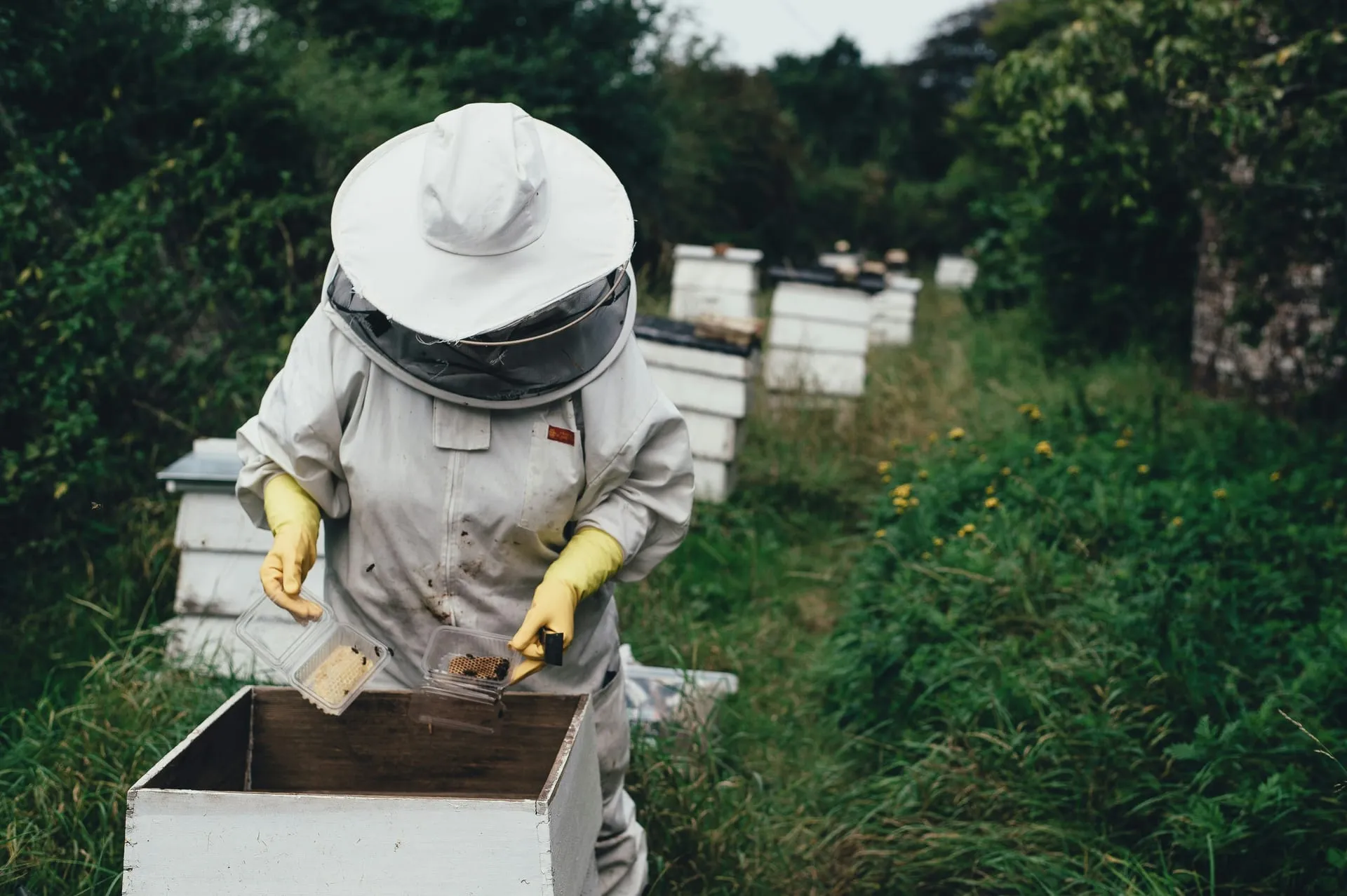 Imker am Bienenstand zwischen Bienenstöcken auf einer blühenden Wiese