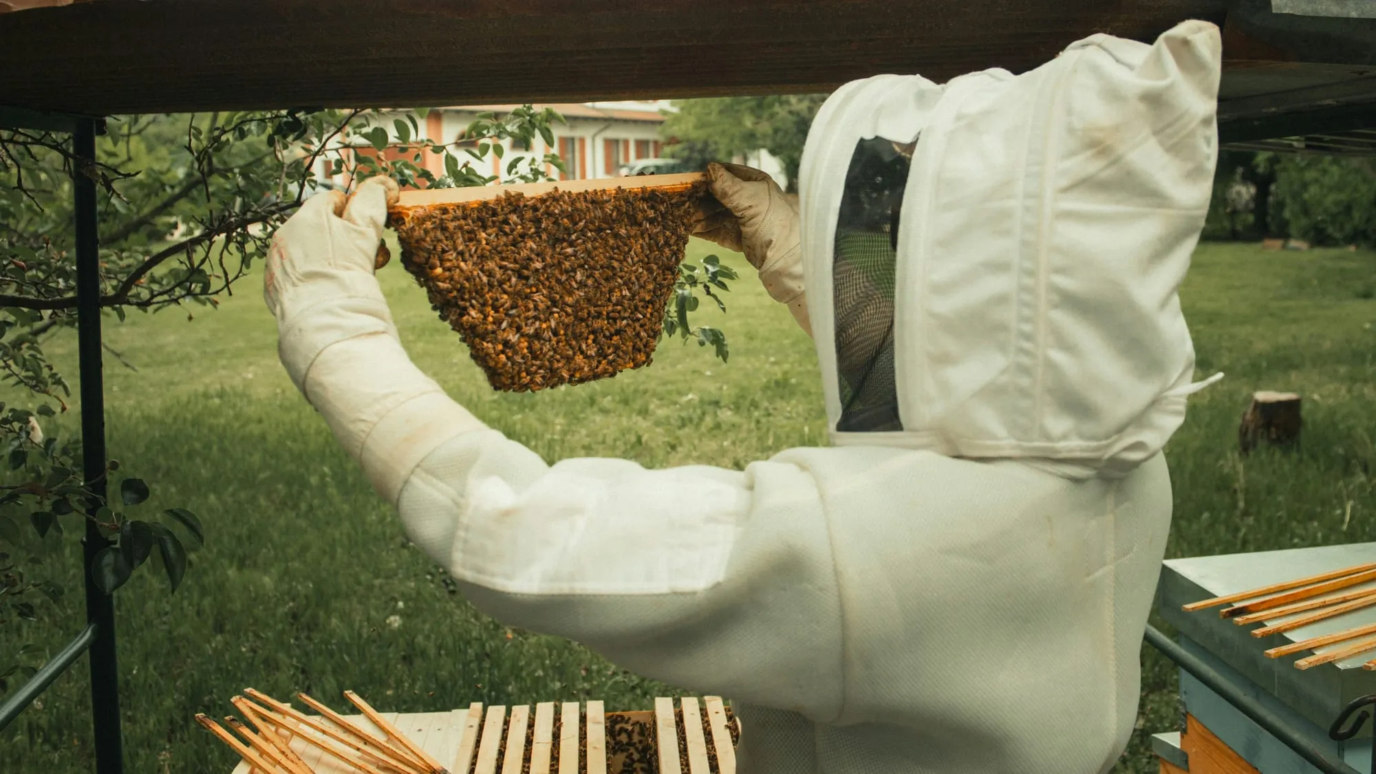 Imker hält eine Wabe mit Bienen in die Höhe