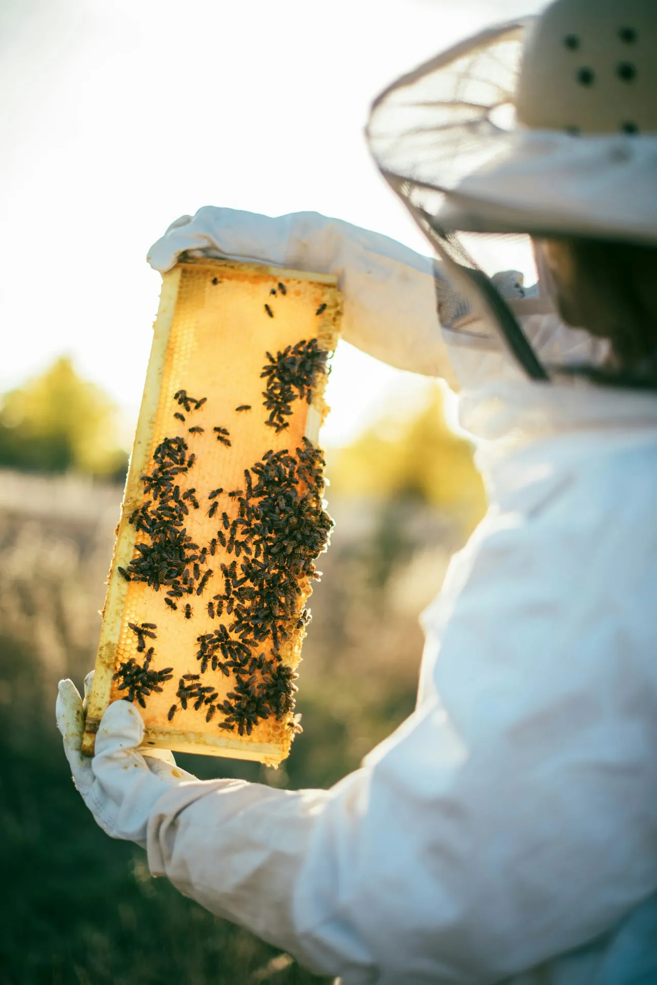 Imkerin hält eine goldene Honigwabe voller Bienen ins Abendlicht