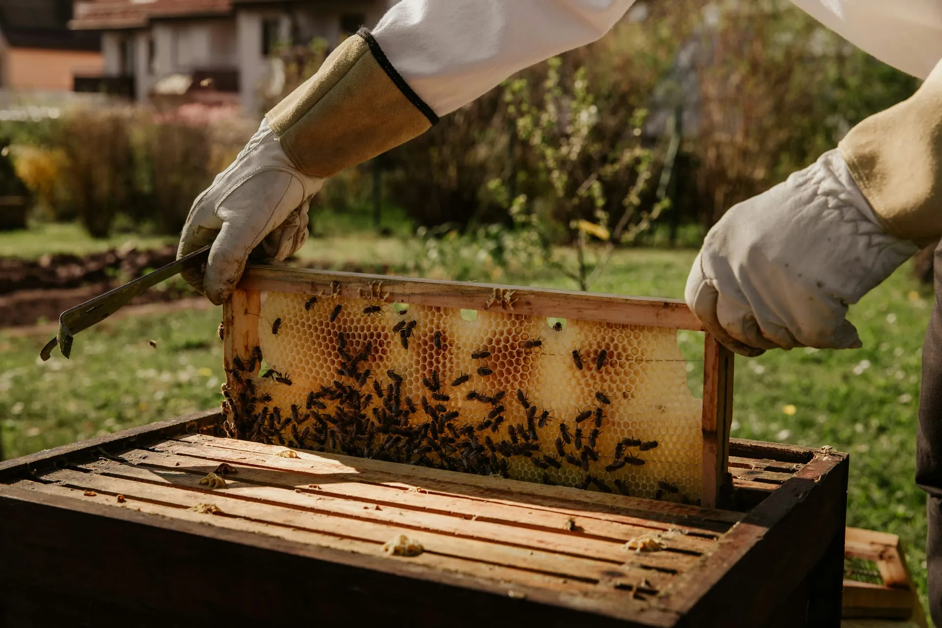 Imkerhände ziehen eine Wabe aus der geöffneten Bienenbeute