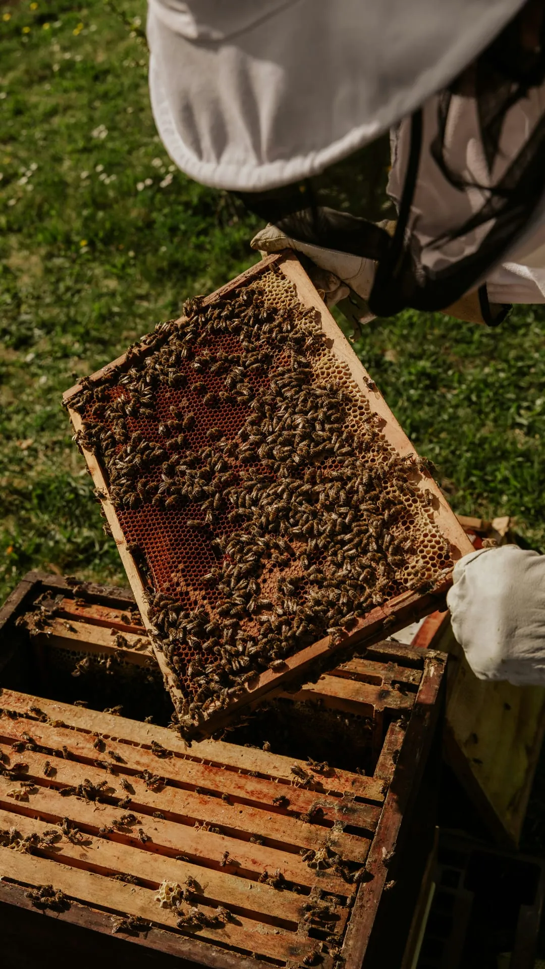 Mit Bienen besetzte Wabe wird aus der Beute gehoben